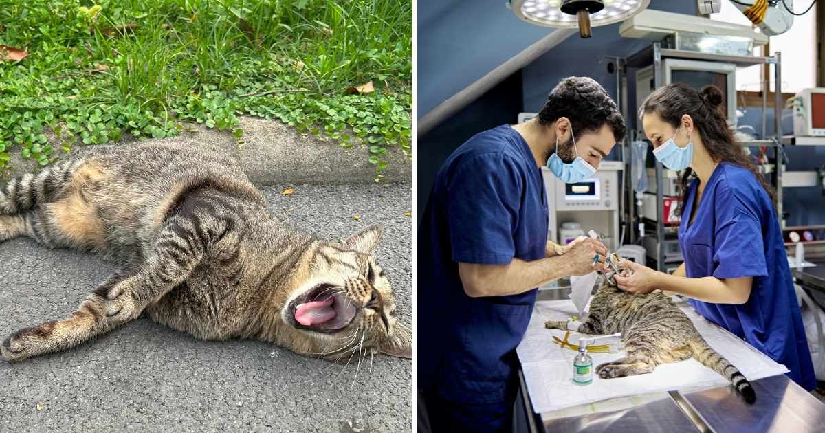 (L) A cat lying on the roadside. (R) Two vets with a cat. (Representative Cover Image Source: Getty Images | (L) IronHeart, (R) xavierarnau)