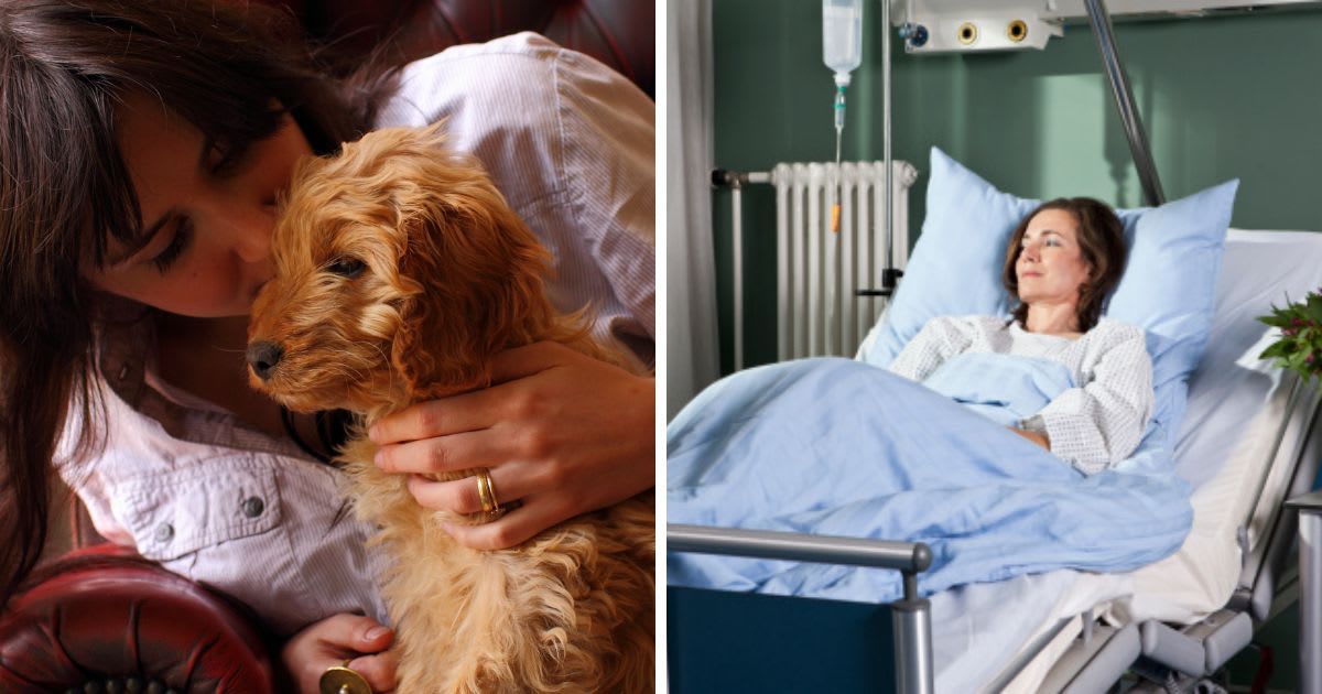 (L) Mommy & Eight Week Old Cockerpoo Puppy, (R) A woman lying in a hospital bed. (Representative Cover Image Source: Getty Images | (L)jayneboo shropshire, (R) Halfdark)