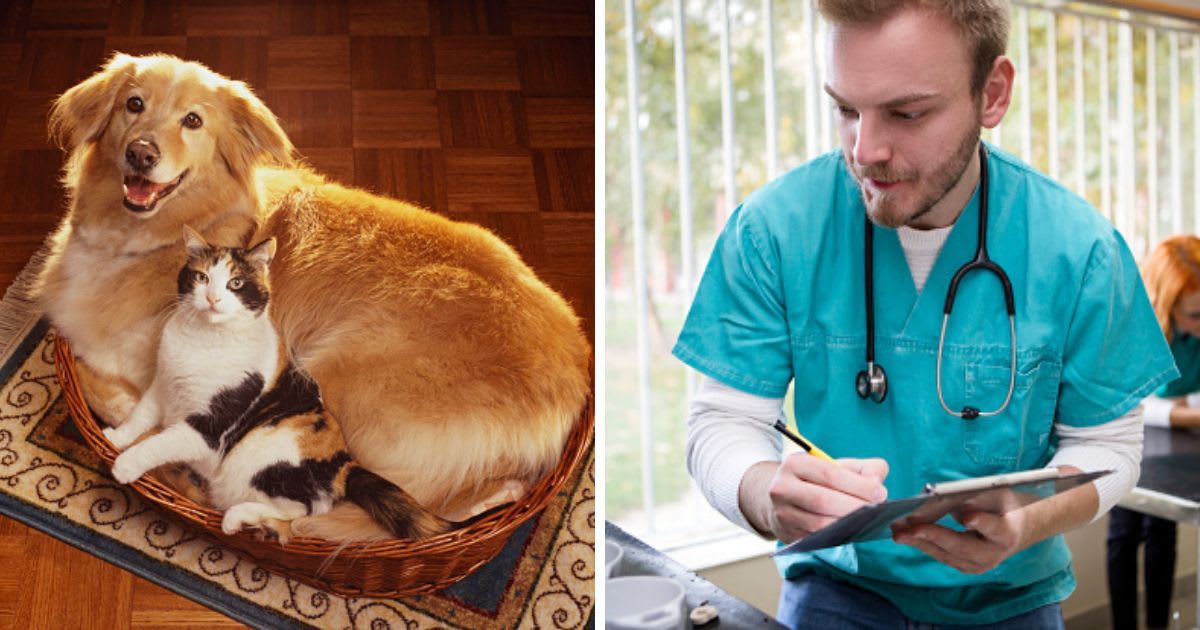 (L) Cat and dog lying side by side in pet bed, (R) Veterinarian checking to do list. (Representative Cover Image Source: Getty Images | (L) GK Hart/Vikki Hart, (R)Nastasic)