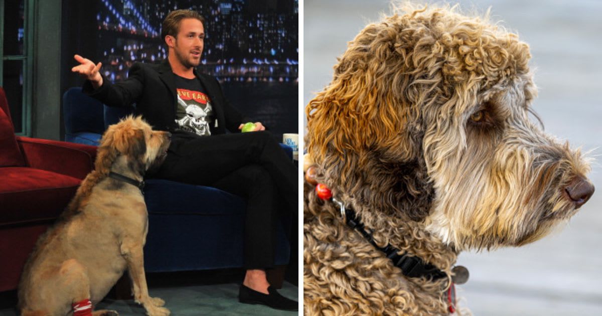 (L) Ryan Gosling, along with his dog George, (R) A golden doodle dog outside. (Cover Image Source: Getty Images | (L) Theo Wargo, (R) Dale Gu)