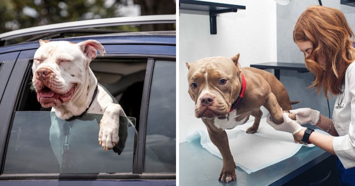 (L) Happy white dog looking out of a moving car, (R) Veterinarian checks the paws of the dog on the table. (Representative Cover Image Source: Getty Images | (L)UlrikeStein, (R) MarinaVarnava)