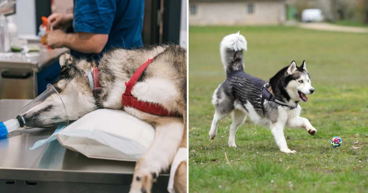 (L) A weak husky at the vet clinic getting treatment. (R) A husky pet dog playing with a ball. (Representative Cover Image Source: Getty Images | (L) koldo studio, (R) Olga Berezhna)
