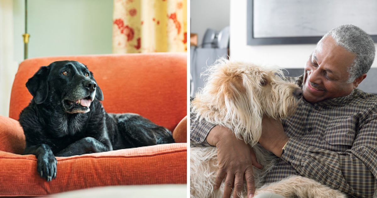 (L) Senior black labrador relaxing on armchair, (R) Man sitting on sofa, playing with dog. (Representative Cover Image Source: Getty Images | (L) Justin Paget, (R) LWA)