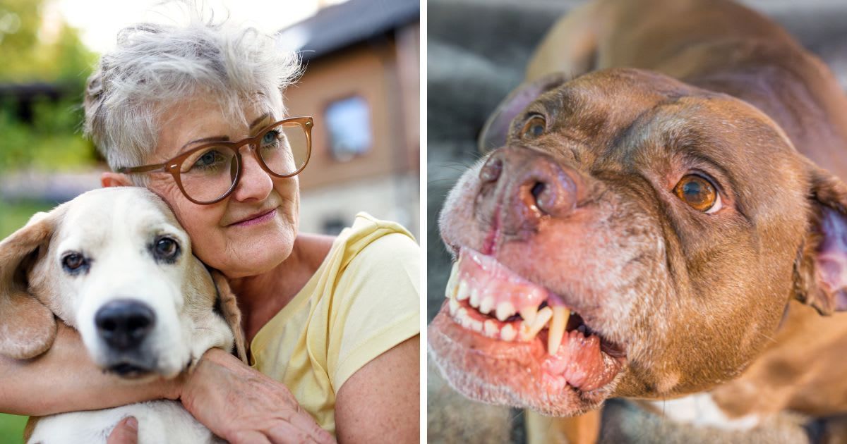 (L) Portrait of senior woman sitting outdoors in garden, holding pet dog, (R) Snarling large dog showing teeth.(Representative Cover Image Source: Getty Images | (L)Halfpoint, (R) Heather Paul)