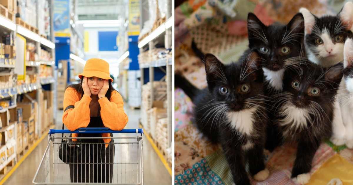 (L) A worried-looking woman with a cart in a store. (R) A litter of kittens. (Representative Cover Image Source: Getty Images | (L) ozgurdonmaz, (R) Laurie Cinotto)
