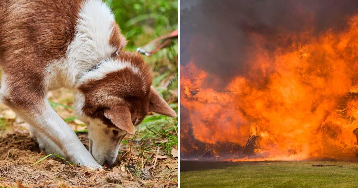 (L) A Siberian Husky digging hole in the yard. (R) Explosion in a house. (Representative Cover Image Source: Getty Images | (L) Travelarium, (R) digitalhallway)