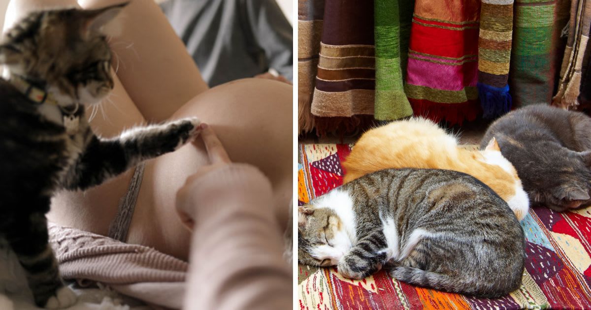 (L) Kitten touches the belly of a pregnant woman, (R) Cats curled up on the floor. (Representative Cover Image Source: Getty Images | (L) Eva Carollo Photography, (R) Tuul & Bruno Morandi)