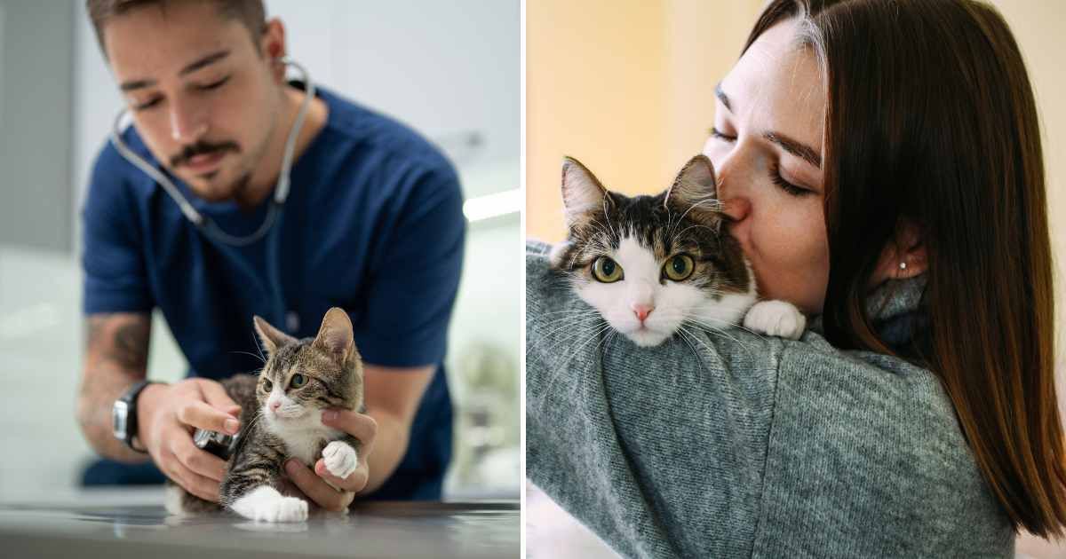(L) A vet with a kitten. (R) A woman kissing her pet cat. (Representative Cover Image Source: Getty Images | (L) ilkermetinkursova, (R) Anna Blazhuk)