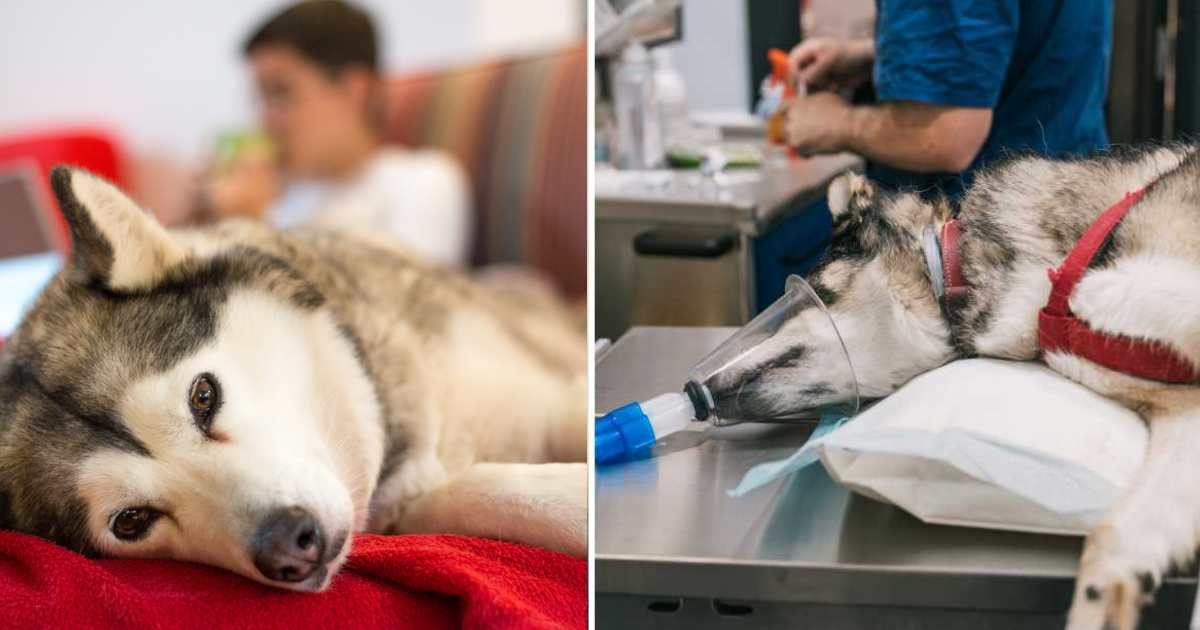 (L) Young woman using laptop at home while sitting on the sofa beside her Siberian husky pet dog, (R) A husky getting treatment at vet clinic. (Representative Cover Image Source: Getty Images | (L) Slavica, (R) koldo studio)