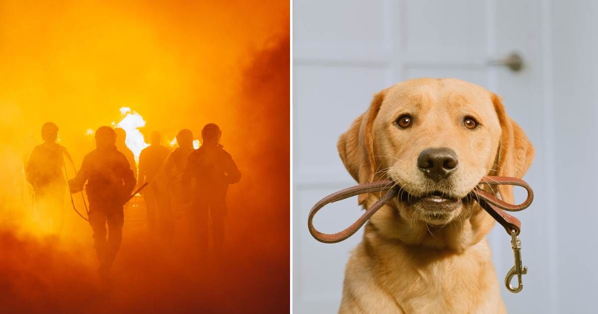 (L) Silhouette of armored police officers running in front of the fire, (R) Golden Labrador holding leash in mouth. (Representative Cover Image Source: Getty Images | (L) Pyrosky, (R) GK Hart/Vikki Hart)
