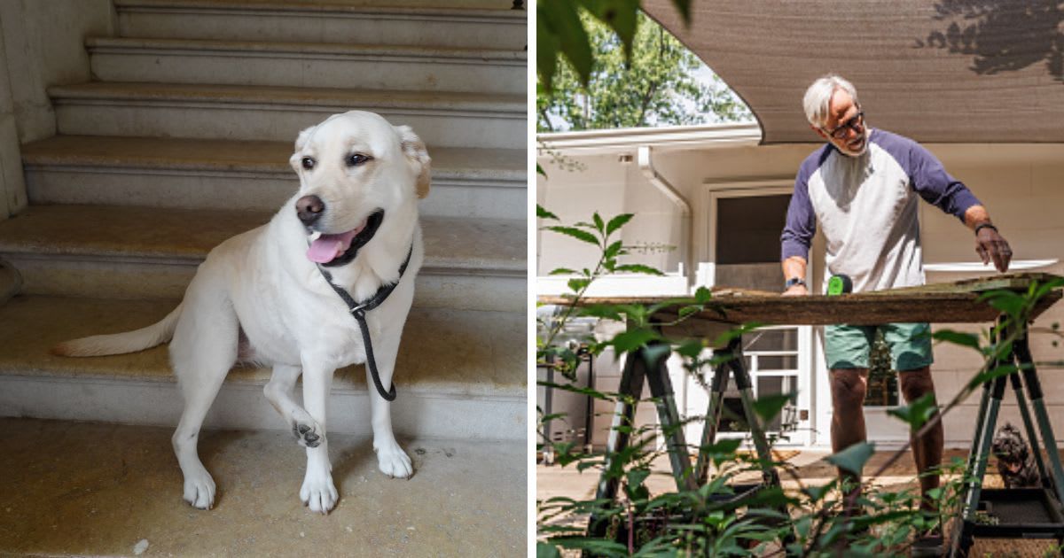 (L) Labrador Retriever sitting near stairs, (R) An old man builds in the garden. (Representative Cover Image Source: Getty Images | (L) mauinow1, (R) The Good Brigade)