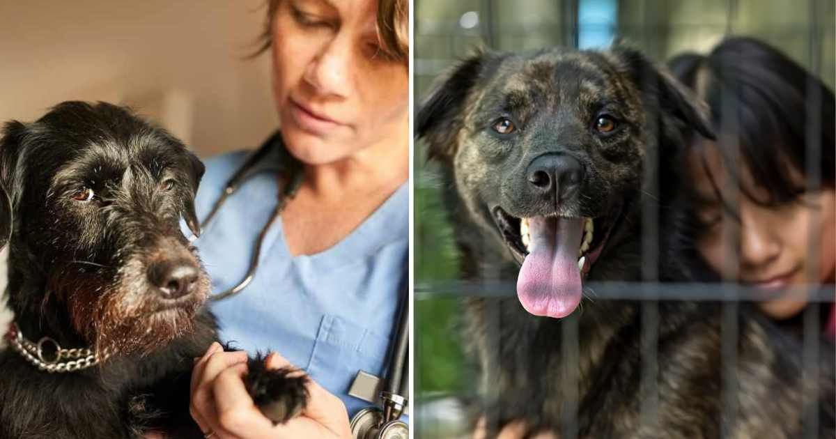 (L) A senior pet dog with a vet, (R) Asian young woman embraces her newly adopted dog. (Representative Cover Image Source: Getty Images | (L) AJ_Watt, (R) ktaylorg)