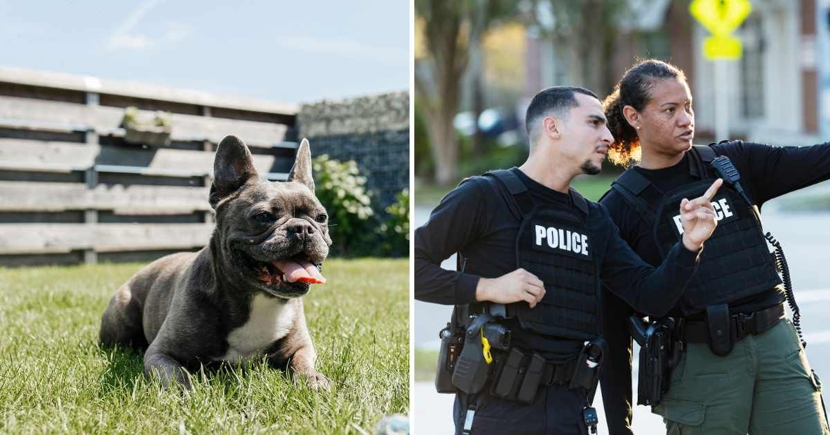 (L) A French bulldog sitting in a backyard. (R) Two police officers. (Representative Cover Image Source: Getty Images | (L) Westend61, (R) kali9)