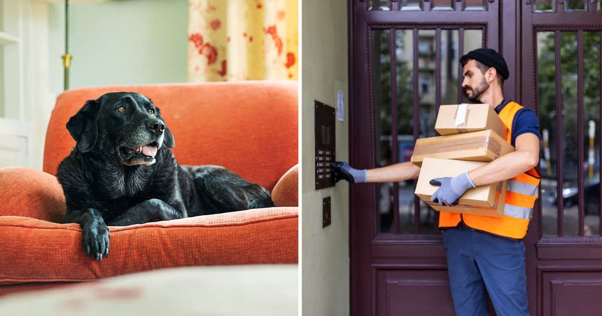 (L) A senior black Labrador sitting on a couch. (R) A mailman delivering items. (Representative Cover Image Source: Getty Images | (L) Justin Paget, (R) Luis Alvarez)