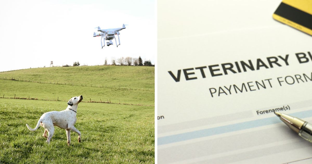 (L) A dog watching flying drone, (R) Blank Veterinary Bill Payment form. (Representative Cover Image Source: Getty Images | (L) Westend61, (R) glegorly)