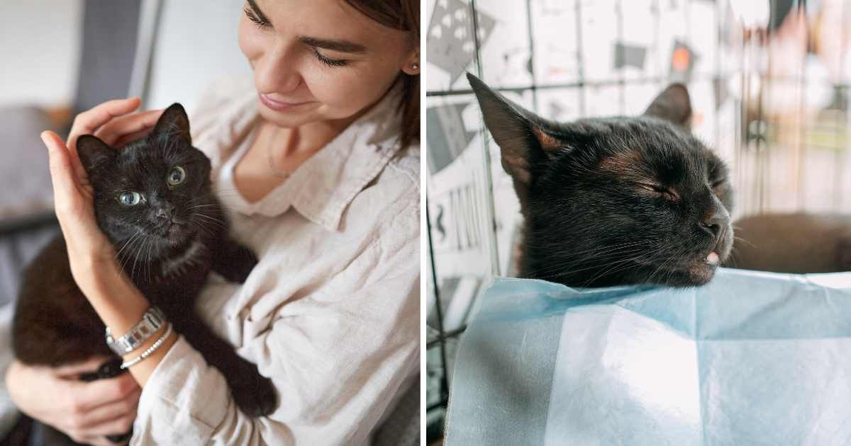 (L) A woman with her pet cat. (R) A weak black cat sleeping in a cage. (Representative Cover Image Source: Getty Images | (L) OR Images, (R) Svetlana Repnitskaya)