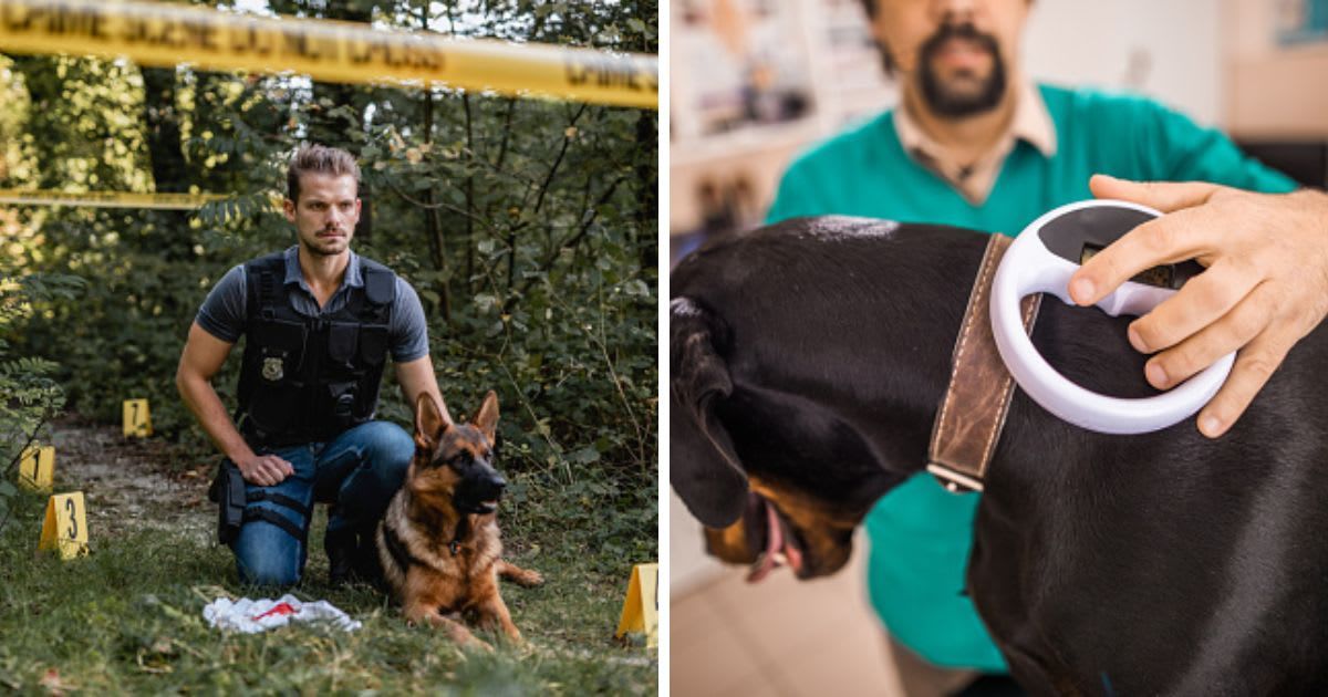 (L) An Officer at Crime Scene, (R) A veterinarian scanning a dog's chip. (Representative Cover Image Source: Getty Images | (L)AzmanJaka, (R) skynesher)