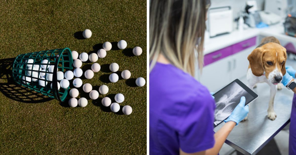 (L) Golf balls spilling out of basket, (R) Two experienced veterinarians examining an x ray image. (Representative Cover Image Source: Getty Images | (L) Klaus Vedfelt, (R) ArtistGNDphotography)