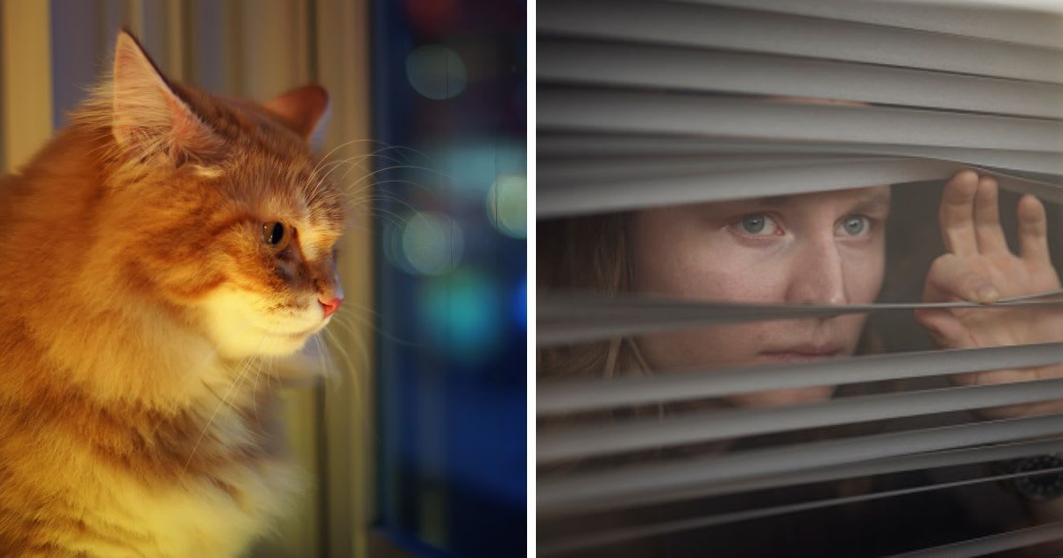 (L) Orange, Long-haired Cat Staring Out Window, (R) A woman peeking through the window. (Representative Cover Image Source: Getty Images | (L) Benjamin Torode, (R) blindsJohner Images)