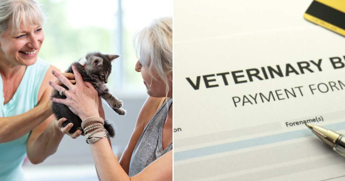 (L ) A woman handing over a cat to another woman; (R) A blank vetinary payment form (Representative Cover Source: Getty Images | Photo by (L) kali9 ; (R) glegorly)