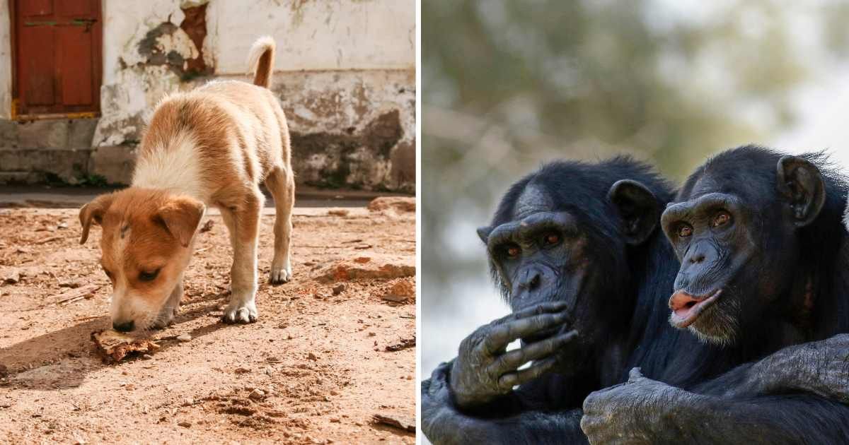 (L) A weak puppy. (R) Two chimpanzees. (Representative Cover Image Source: Getty Images | (L) Juhku, (R) Photostock, Israel/ Science)