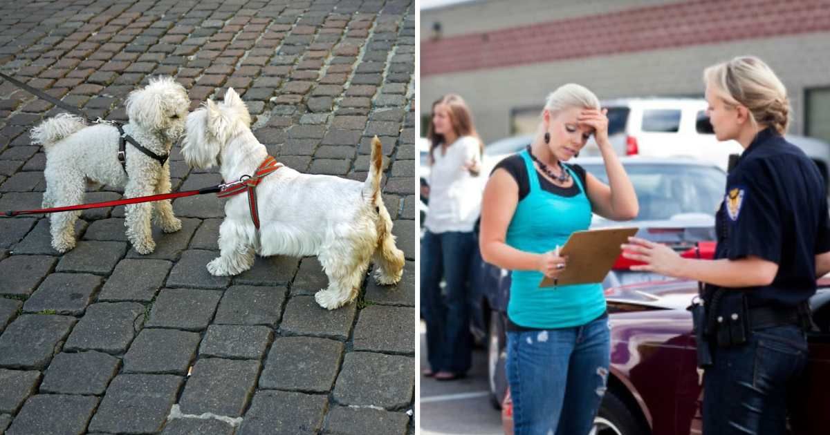 (L) a Dwarf Poodle and a Sealyham Terrier on leash, (R) Police respond to an urgent call. (Representative Cover Image Source: Getty Images | (L) Rosmarie Wirz, (R) redhumv)