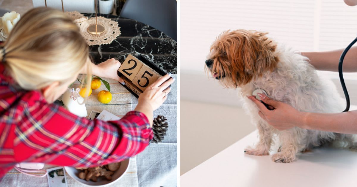 (L) A young woman is decorating a table for Christmas celebrations, (R) A veterinarian examining small dog on table. (Representative Cover Image Source: Getty Images | (L)Tatiana Cheremukhina, (R)ArLawKa AungTun)