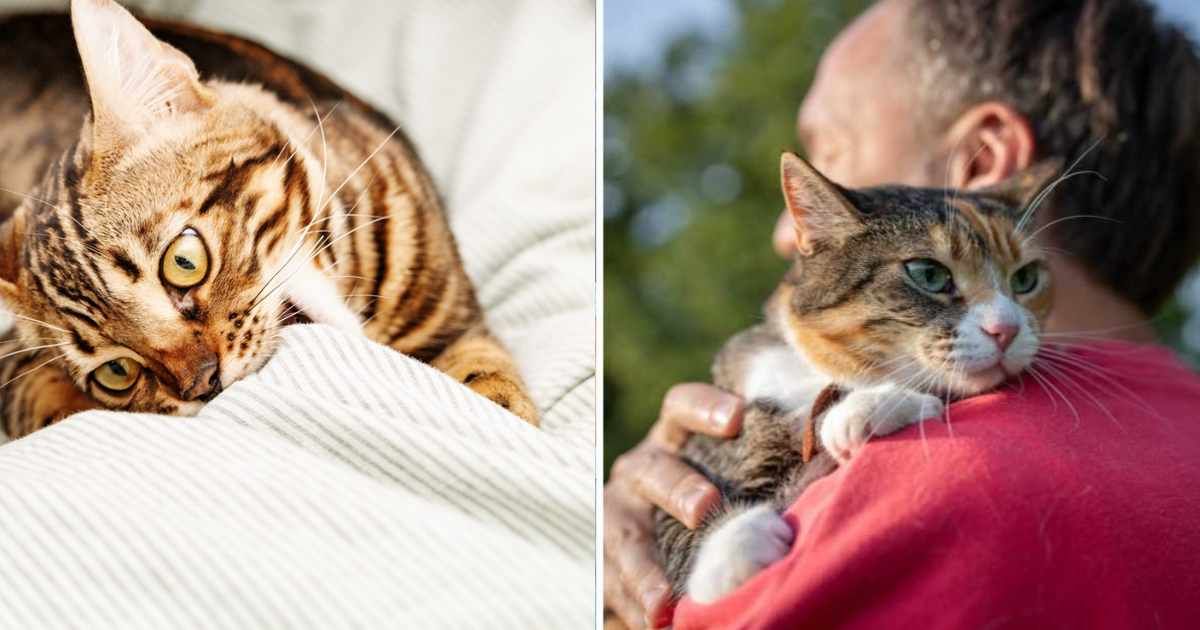 (L) Beautiful short-haired young cat on bed. (R) A man hugging his pet cat. (Representative Cover Image Source: Getty Images | (L) yrabota, (R) Dmitrii Marchenko)