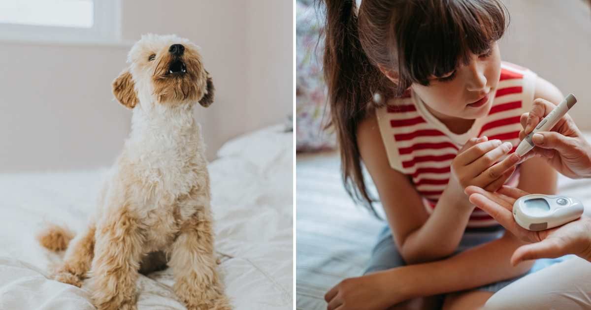 (L) A pet dog howling. (R) A little girl getting blood sugar checked. (Representative Cover Image Source: Getty Images | (L) Catherine Falls Commercial, (R) Halfpoint images)