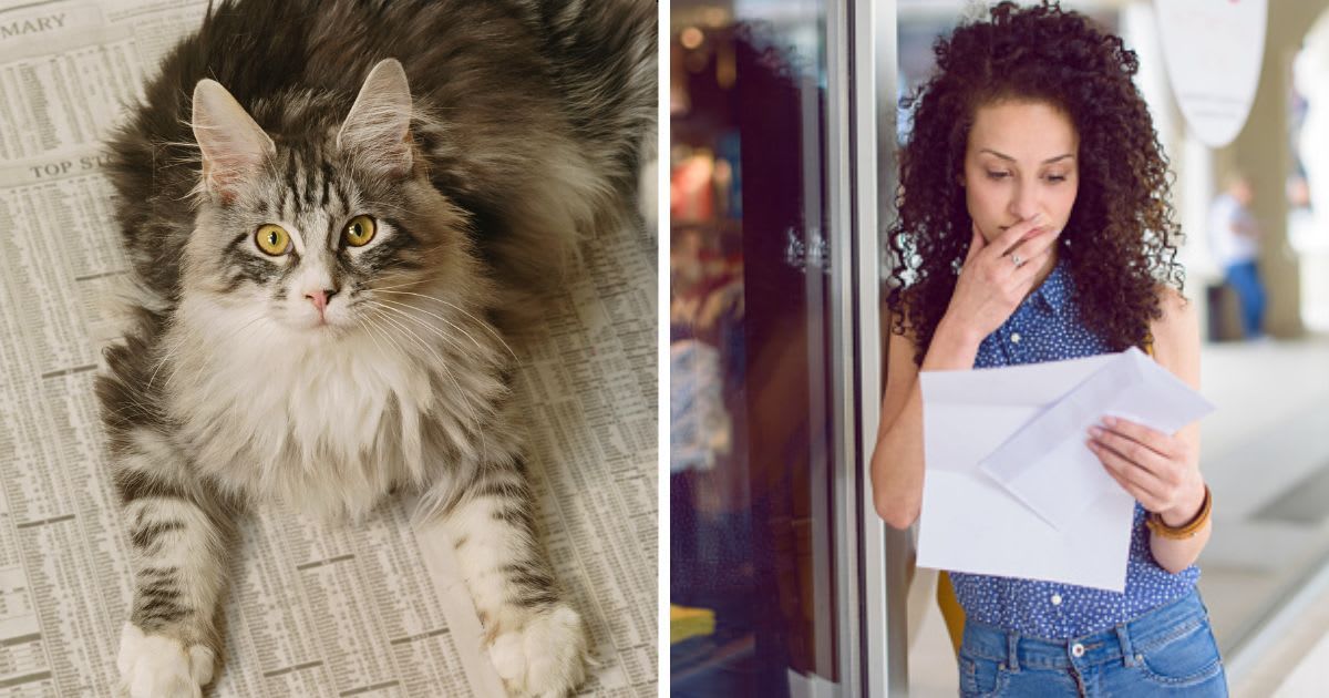 (L) Adult Cat on newspaper, (R) A young woman reading a note. (Representative Cover Image Source: Getty Images | (L)GK Hart/Vikki Hart, (R) Emilija Manevska)