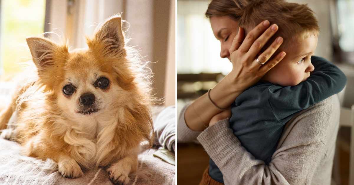 (L) A chihuahua pet dog. (R) A mom hugging her sad little boy. (Representative Cover Image Source: Getty Images | (L) Gabriel Mello, (R) skynesher)