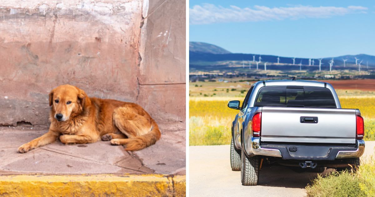 (L) A Dog Sitting on the Sidewalk,(R) Pickup Truck Parked on Western USA Roads. (Representative Cover Image Source: Getty Images | (L) Alexandre Morin-Laprise, (R) eyecrave productions)