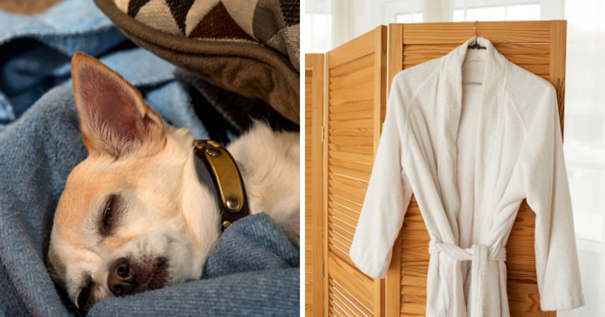(L) Chihuahua resting in his bed, (R) A white terry robe hangs on a hanger. (Representative Cover Image Source: Getty Images | (L) Hillary Kladke, (R) Maryna Terletska)