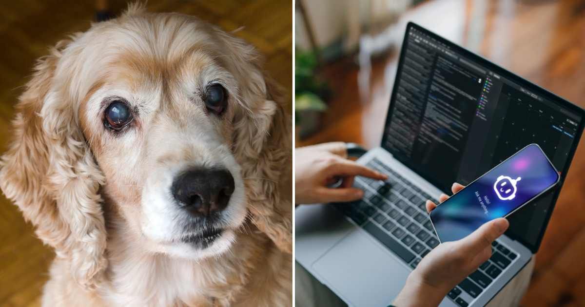 (L) A senior blind pet dog. (R) A woman using AI on her phone and laptop. (Representative Cover Image Source: Getty Images | (L) Elizabeth Fernandez, (R) d3sign)