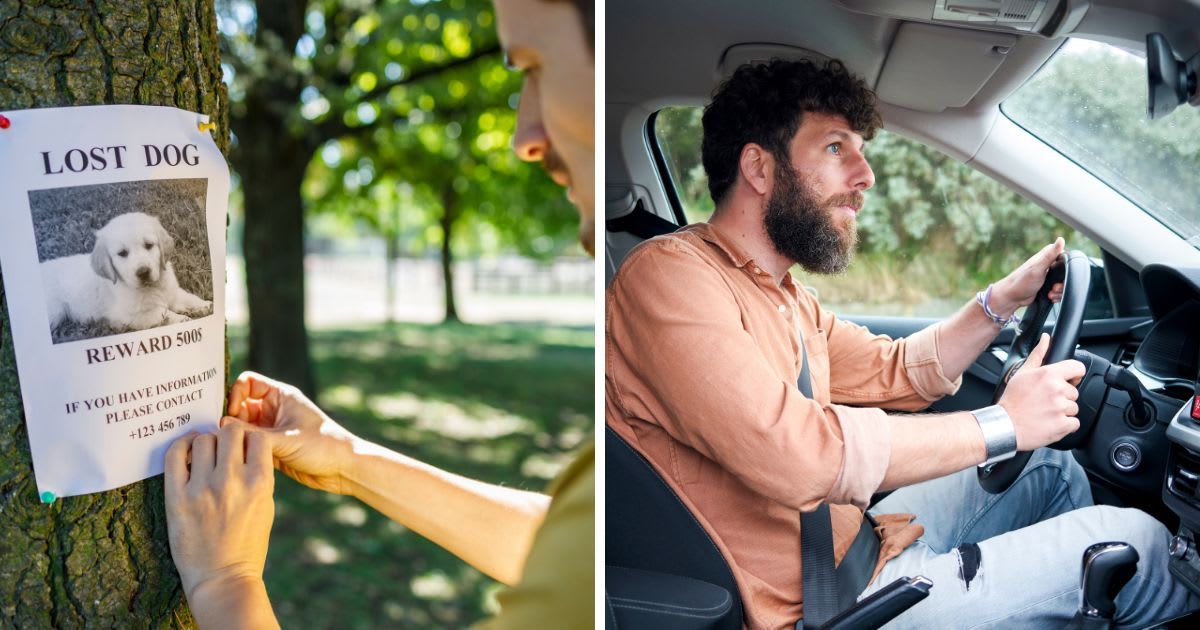 (L) Man seeing a lost dog poster, (R) A man focused on driving a car. (Representative Cover Image Source: Getty Images | (L) Goads Agency, (R) LB Studios)