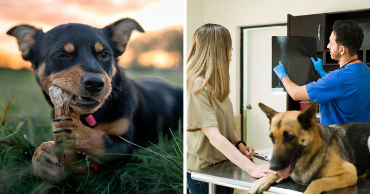(L) The puppy gnaws the bone, (R) A dog with a broken bone at the animal clinic. (Representative Cover Image Source: Getty Images | (L)Anita Kot, (R) Antonio_Diaz)