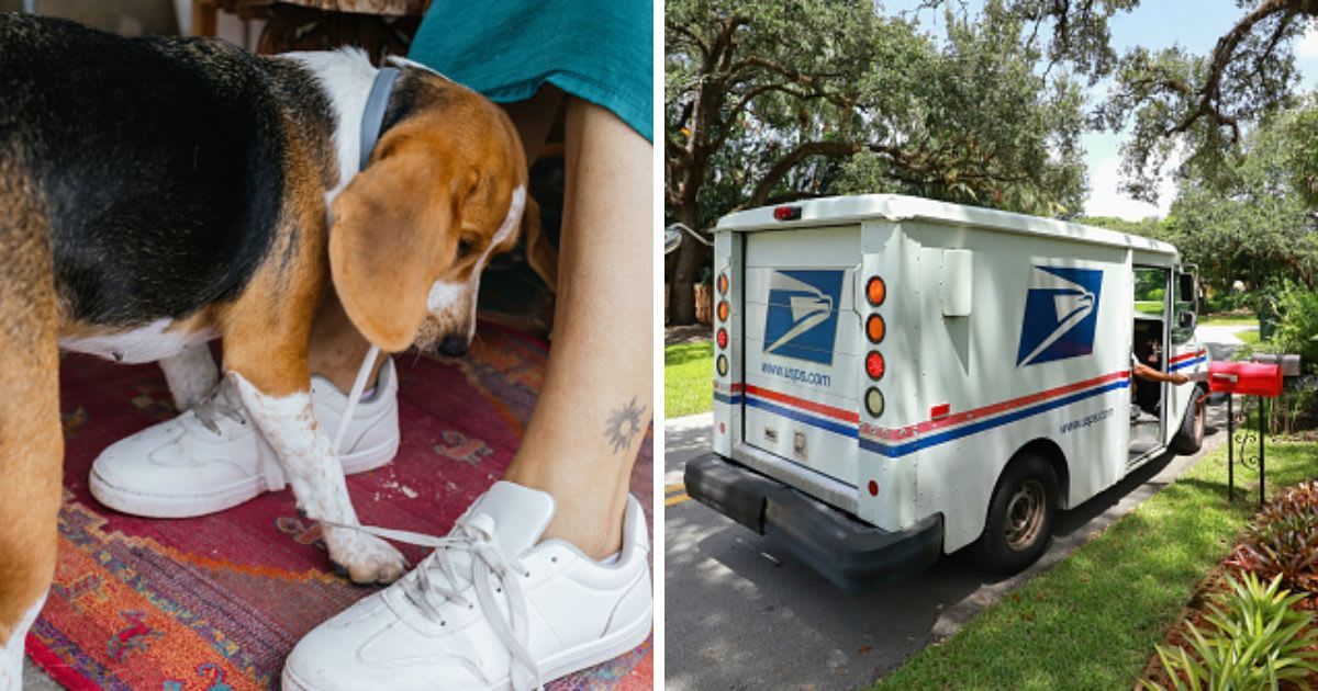 (L) A pet dog trying to nudge owner, (R) Mail carrier puts mail in a mail box. (Representative Cover Image Source: Getty Images | (L) JillianCain, (R) David Petrus Ibars)