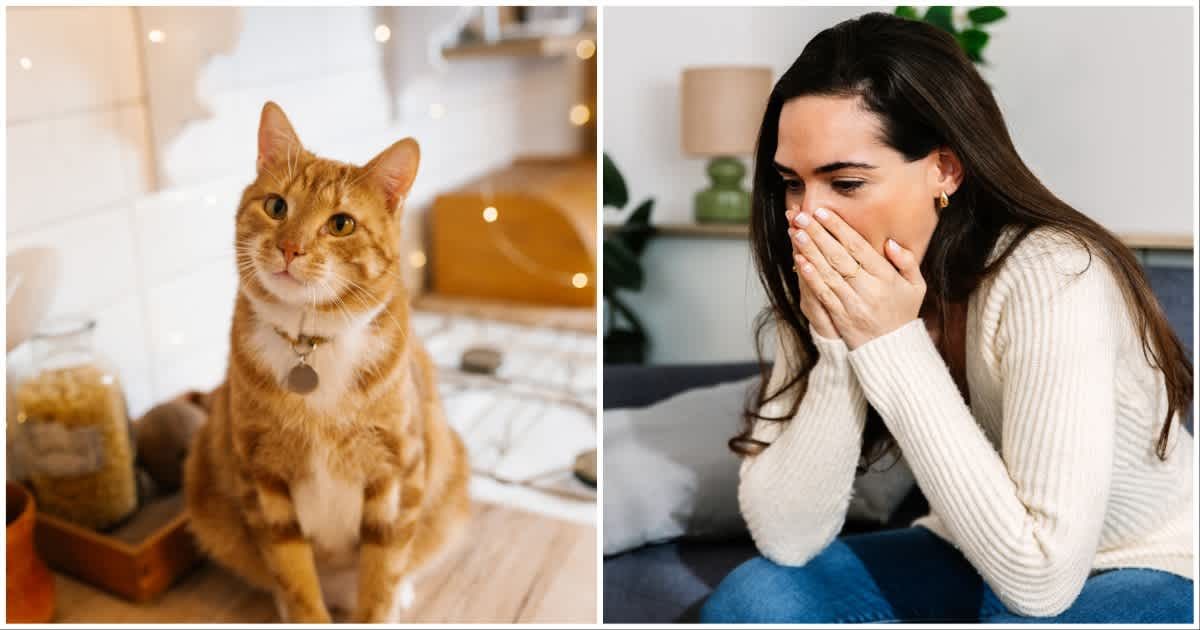 (L ) A cat wearing a collar ; (R) A woman looks surprised looking at something (Representative Cover Source: Getty Images | Photo by (L) EyeEm Mobile GmbH ; (R) Xavier Lorenzo)