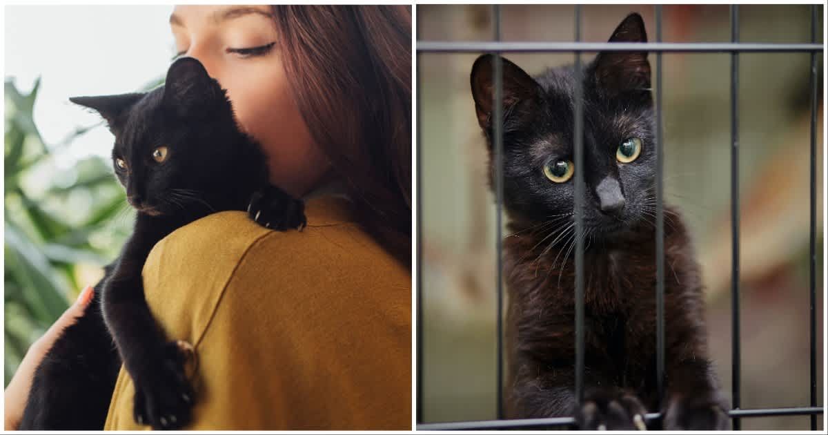 (L ) A woman holding her black cat ; (R) A black kitten in a cage (Representative Cover Source: Getty Images | Photo by (L) Lumina Images; (R) Azaliya)