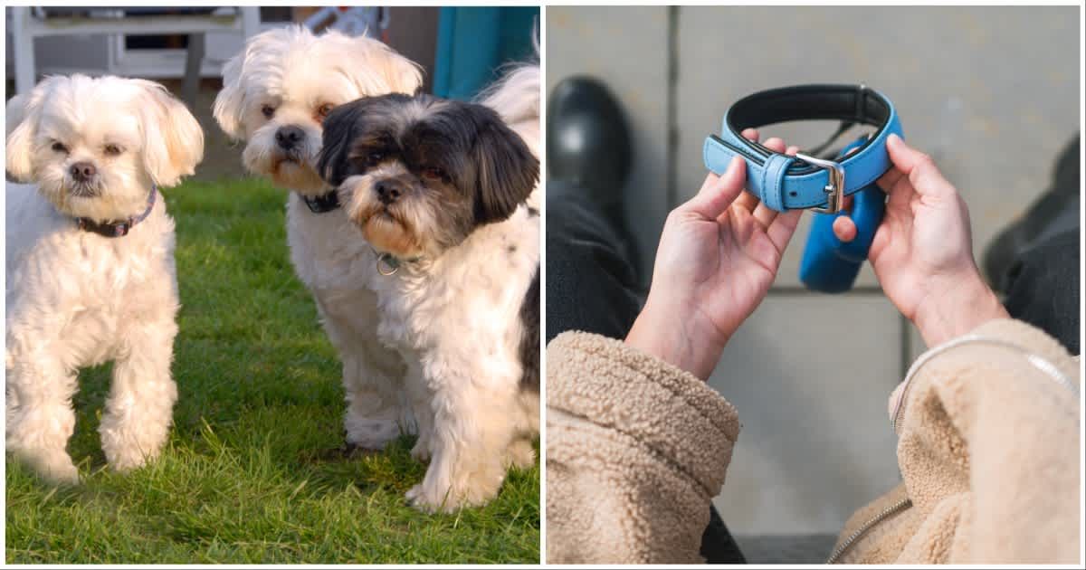 (L ) Three Shih Tzus pups ; (R) A woman grieving the loss of her dog, holding the lovely pet collar (Representative Cover Source: Getty Images | Photo by (L) CazG Photography; (R) Solovyova)