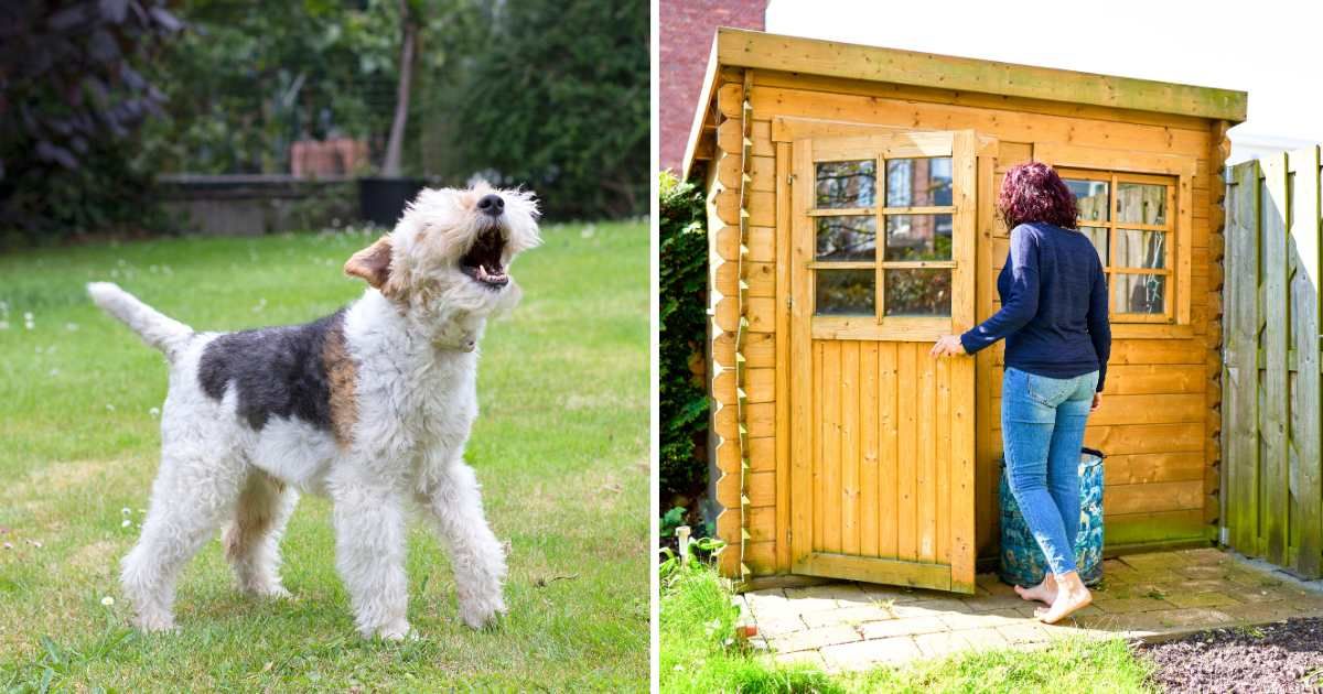 (L) A pet dog barking. (R) A woman opening door of her shed. (Representative Cover Image Source: Getty Images | (L) paula sierra, (R) aire images)