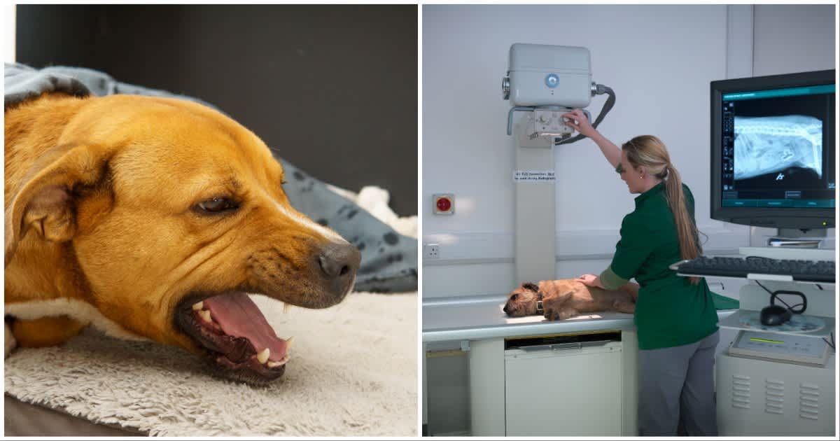 (L) A dog coughing ; (R) A vet performing an x-ray on a dog (Representative Cover Source: Getty Images | Photo by (L) Felix Andres Montana Otalora ; (R) Monty Rakusen