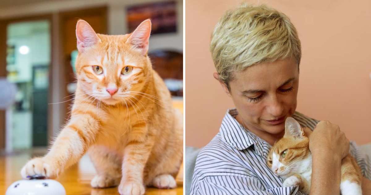 (L) Orange tabby cat with one hand on a service bell. (R) A woman hugging her orange cat. (Representative Cover Image Source: Getty Images | (L) © copyright 2011 Sharleen Chao, (R) Westend61)