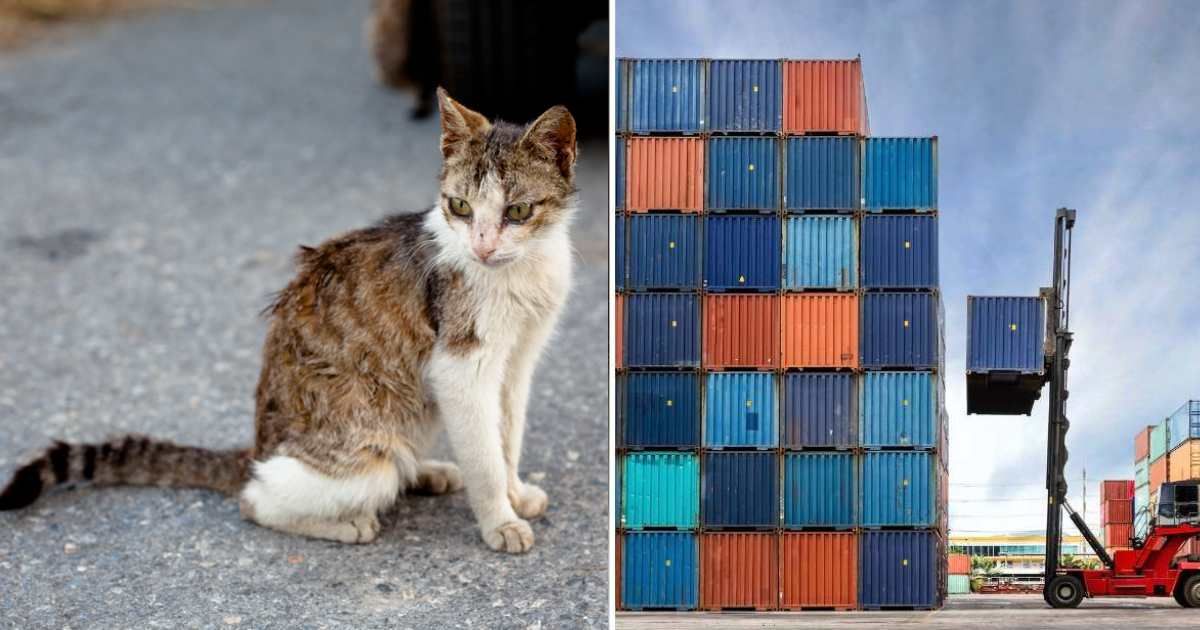 (L) Skinny Outdoor cat. (R) Shipping containers. (Representative Cover Image Source: Getty Images | (L) foaloce, (R) Sasin Tipchai)