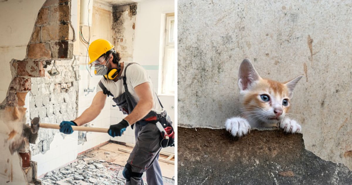 (L) Worker using hammer, home renovation, (R) Little cat head looking out. (Representative Cover Image Source: Getty Images | (L) Vesnaandjic, (R) Fajrul Islam)