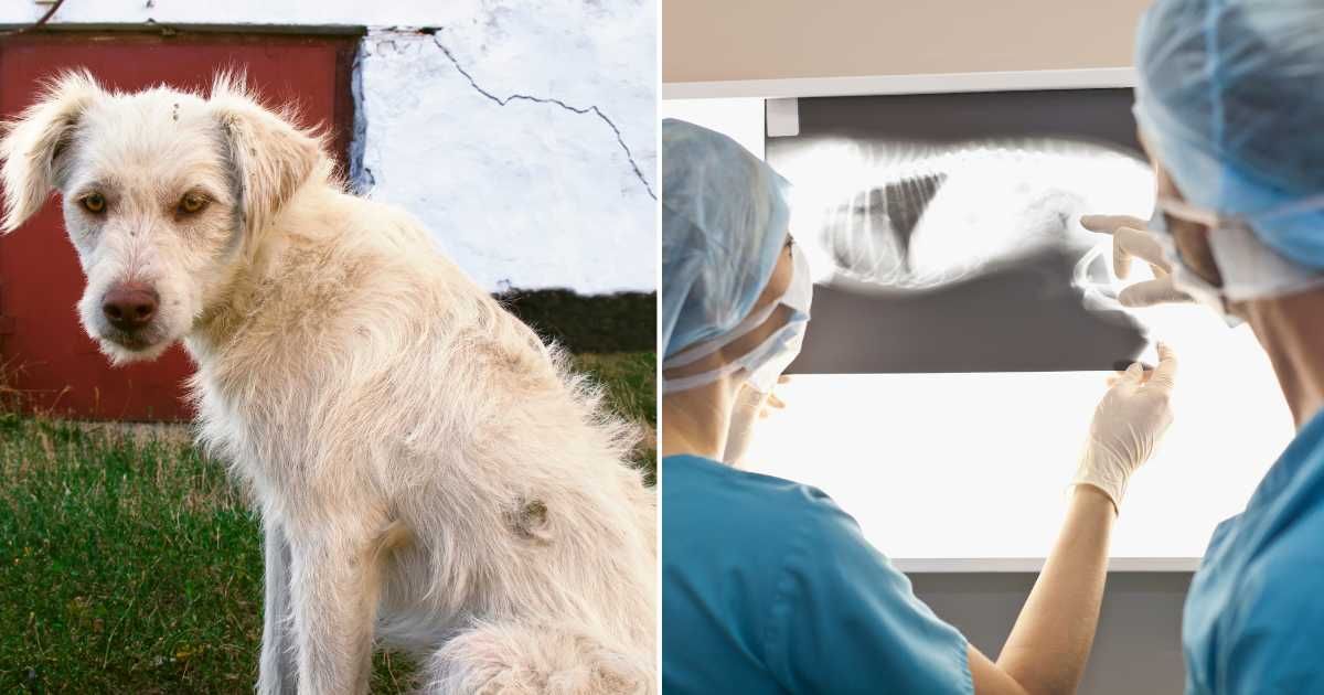 (L) A homeless weak dog. (R) Two vets looking at an X-ray. (Representative Cover Image Source: Getty Images | (L) jinjo0222988, (R) Hybrid Images)