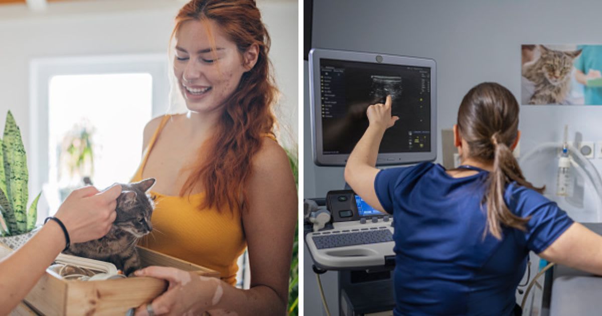 (L) A woman with her cat in a birthbox, (R) A Veterinarian Examining a Beautiful long-haired cat. (Representative Cover Image Source: Getty Images | (L)South_agency, (R)Tashi-Delek)