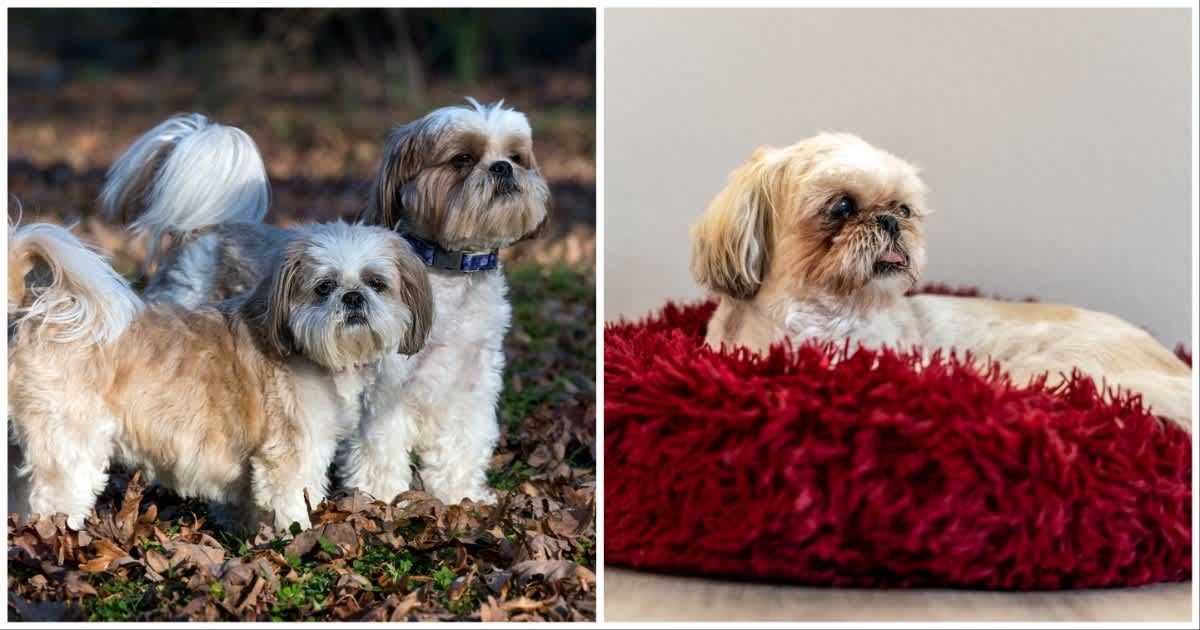 (L ) Two Shih Tzus together ; (R) A sad-looking Shih Tzu lying on a bed (Representative Cover Source: Getty Images | Photo by (L) Teresa Kopec ; (R) gchapel)