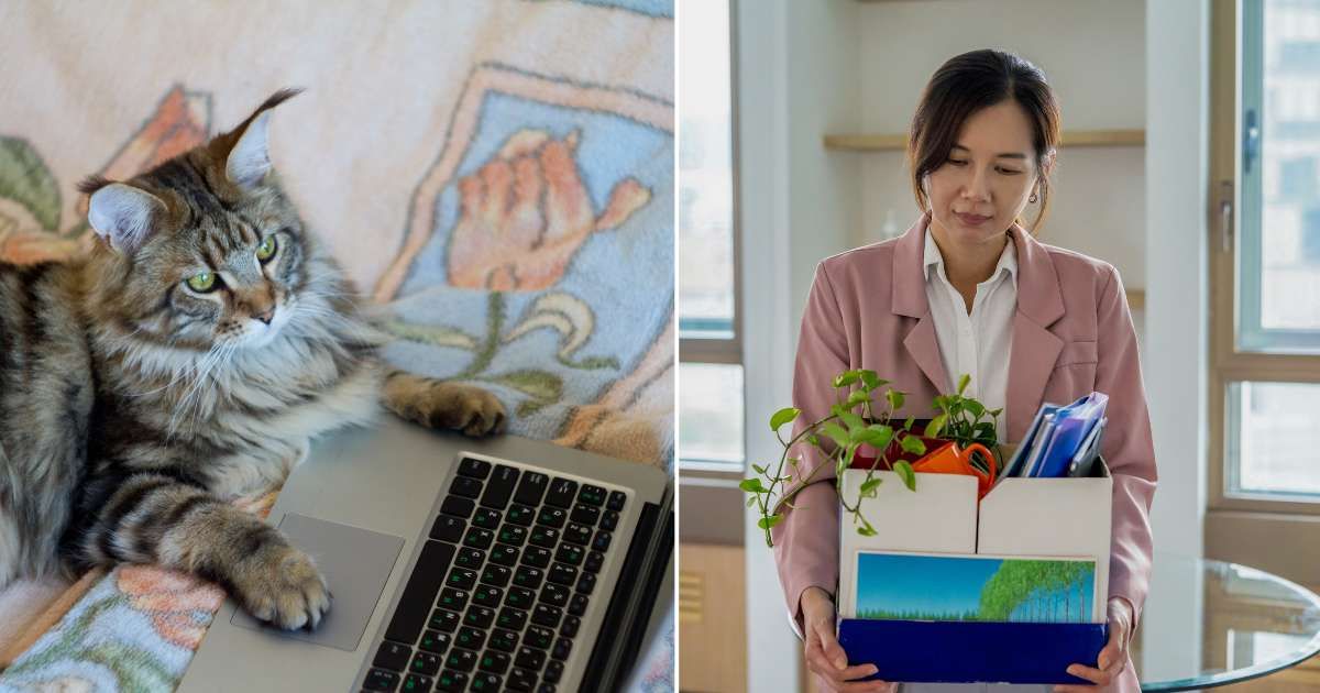 (L) A cat playing with a laptop. (R) A young woman leaving with her desk things. (Representative Cover Image Source: Getty Images | (L) Ramann, (R) gahsoon)