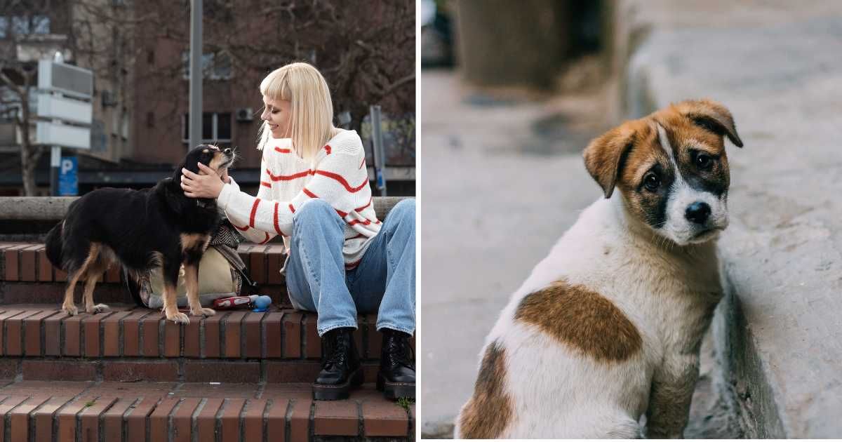 (L) A woman petting a stray dog. (R) A stray puppy. (Representative Cover Image Source: Getty Images | (L) Srdjanns74, (R) TTP6)